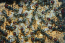 Camponotus singularis Nesteinblick