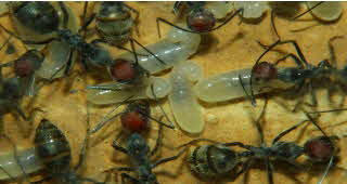 Camponotus singularis Nesteinblick Video