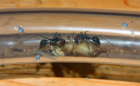 Camponotus singularis im Schlauch
