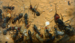 Camponotus singularis kleines Volk