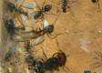 Camponotus singularis kleines Volk