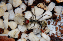 Camponotus singularis mit Behinderung