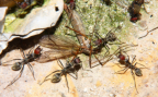 Camponotus singularis mit Beute
