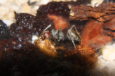 Camponotus singularis mit Heimchenbeute