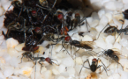 Camponotus singularis schwärmen