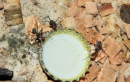 Camponotus singularis trinkend