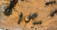 Camponotus singularis unausgefärbte Majorarbeiterin