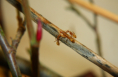 Camponotus spec. Fütterung