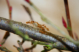 Camponotus spec.