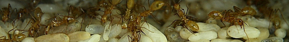 Camponotus spec.