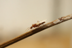 Camponotus spec. Männchen