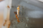 Camponotus spec. Männchen