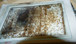 Camponotus spec. Nest