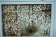 Camponotus spec. Nestverschmutzung