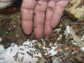 Camponotus substitutus