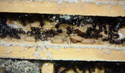 Cataglyphis oasium Nest