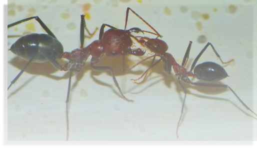 Cataglyphis oasium Aufzucht, Haltung Ameisenhaltungsbericht