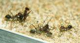 Cataglyphis oasium