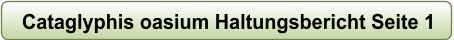 Cataglyphis oasium Haltungsbericht Seite 1