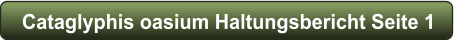 Cataglyphis oasium Haltungsbericht Seite 1