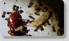 Crematogaster scutellaris mit Futter