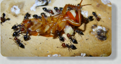 Crematogaster scutellaris mit Futter