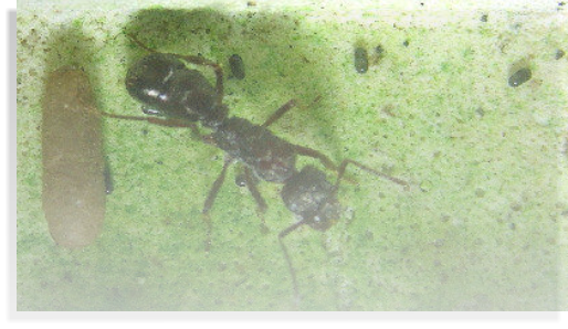 Ameiseninfos.de Ameisenhaltung Ameisenberichte