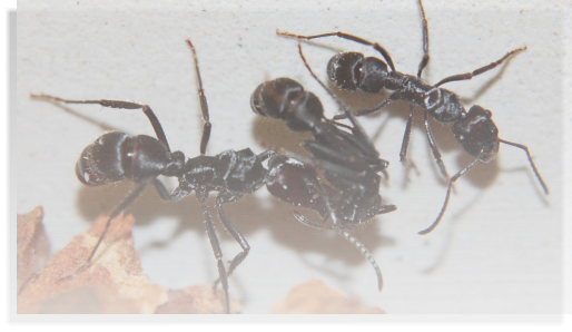 Ectatomma spec. Ameisenhaltungsbericht Ameisenhaltung