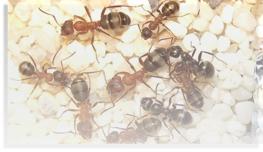Formica sanguinea Ameisenhaltung Ameisenhaltungsbericht