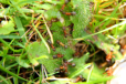 Formica sanguinea im Garten
