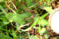 Formica sanguinea im Garten