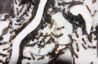 Formica sanguinea Nest