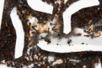 Formica sanguine Nesteinblick