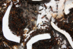 Formica sanguine Nesteinblick