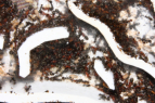Formica sanguine Nesteinblick