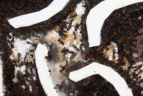Formica sanguine Nesteinblick