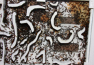 Formica sanguinea