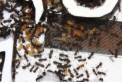 Formica sanguinea & Formica fusca Nest