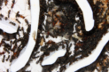 Formica sanguinea & Formica fusca Nest