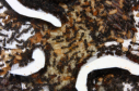Formica sanguinea & Formica fusca Nest