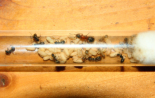 Formica sanguinea_Formica fusca
