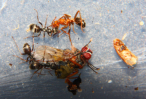 Formica sanguinea Futter