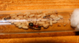Formica sanguinea Gründervolk