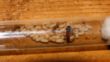 Formica sanguinea Gründervolk