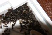 Formica sanguinea Gründung