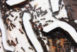 Formica sanguinea Königin