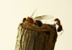 Formica sanguinea Königin