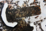 Formica sanguinea Larven