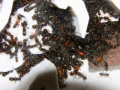 Formica sanguinea Nest