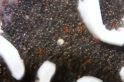Formica sanguinea Nest